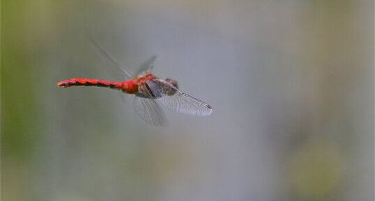 Sympetrum rubicundulum (2)