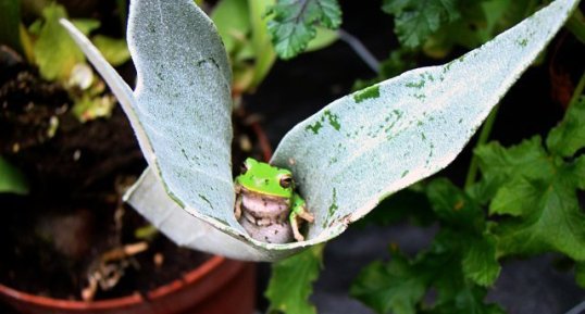 Rainette arboricole - Hyla arborea