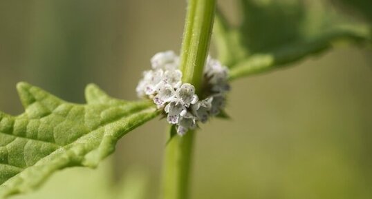 Fleurs de Chanvre d'eau