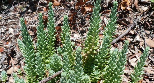 Sedum sediforme