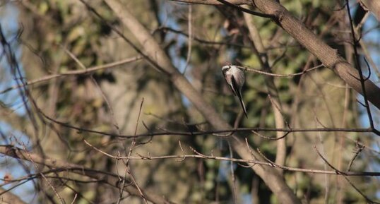 Mésange à longue queue, Aegithalos caudatus europaeus