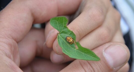 Cocon de coccinelle