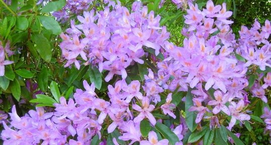 Rhododendron ponticum