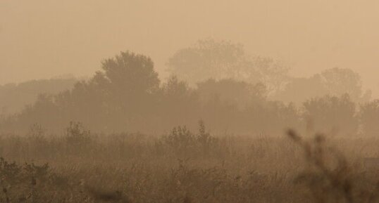 La Camargue dans la brume