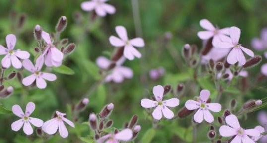 Saponaria ocymoides