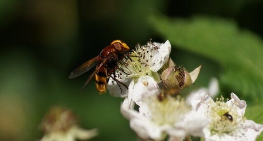 Volucella zonaria