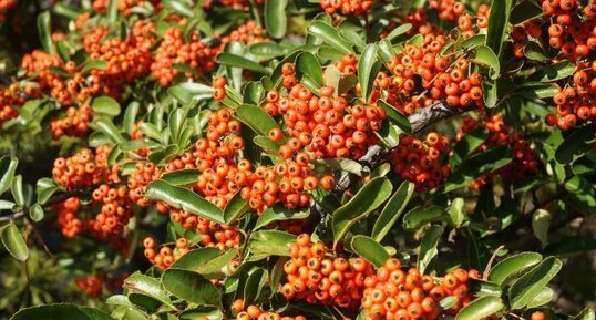 Pyracantha