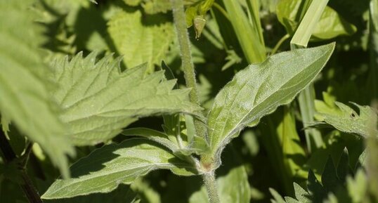 Feuille de Compagnon blanc