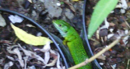 Un lézard vert