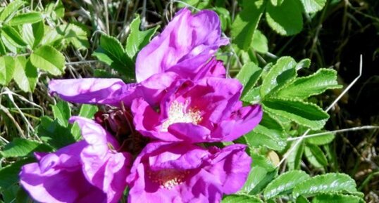 Rosier des chiens (rosa canina)