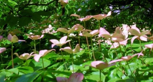 Cornouiller à fleurs d'Amérique (cornus florida rubra)