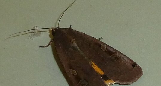 Noctua pronuba. Noctuelle.