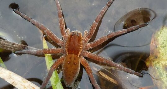 Dolomedes sp.