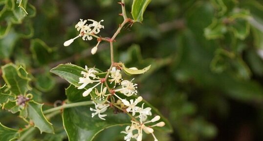 Fleurs de Salsepareille