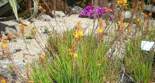 Bulbine frutescens