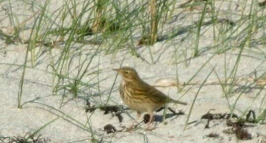 Pipit des arbres