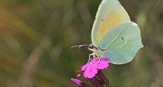 Gonepteryx cleopatra