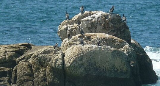 Cormorans