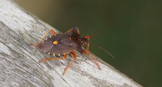 Pentatoma rufipes