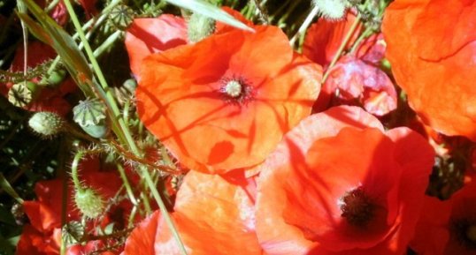 Coquelicots