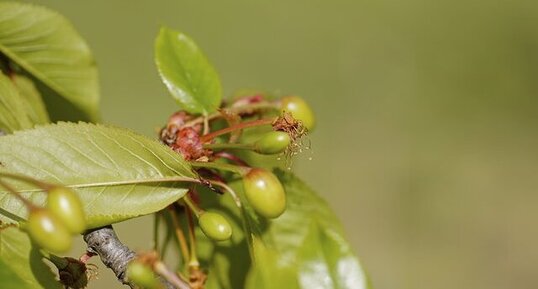 "Bébé" cerises