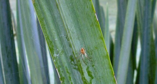 Epeire sur feuille d'iris