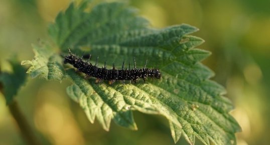 Chenille de Paon du jour