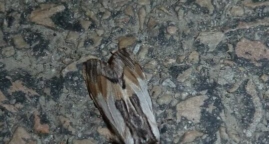 Papillon noctuelle.