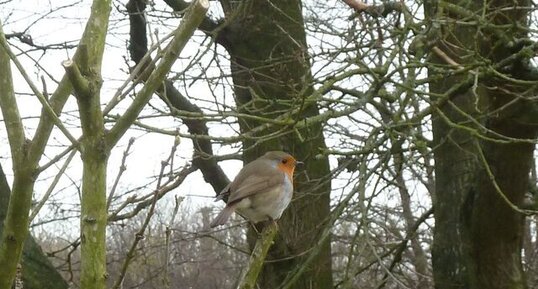 Rouge gorge