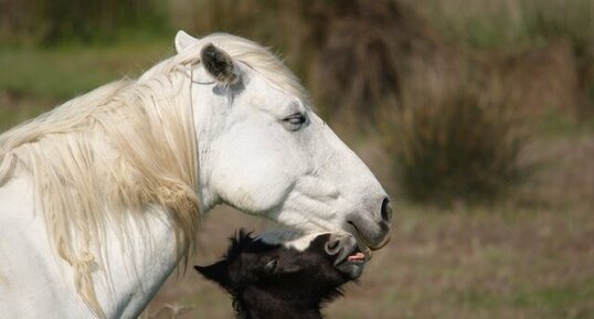 Jument camarguaise