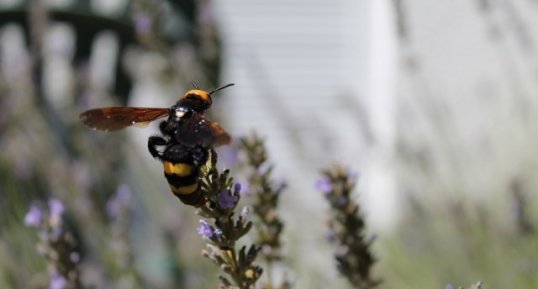 Scolie des jardins, Scolie maculata maculata ?