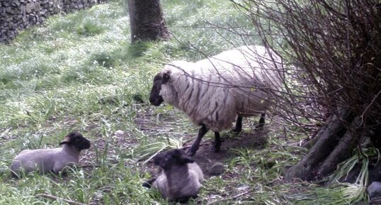 Moutons Suffolk