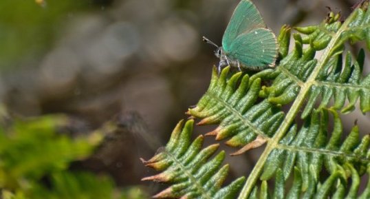 Thécla de la ronce - Callophrys rubi