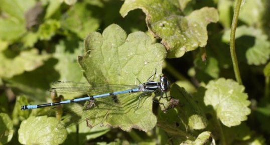 Agrion jouvencelle