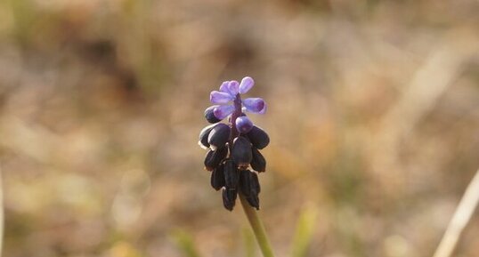 Muscari botryoide