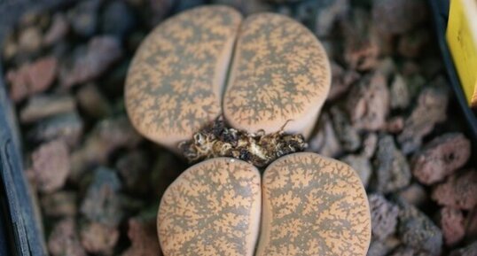 Lithops