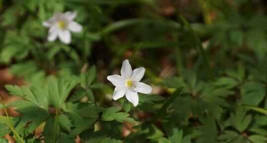 Anémone sylvestre