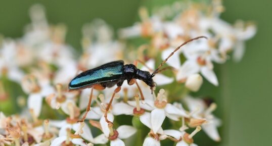 Le Longicorne bleu brillant