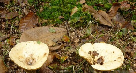 Champignons "lactaires"