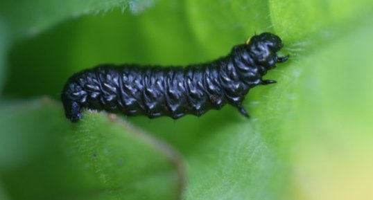 Larve de Gonioctena viminalis ?