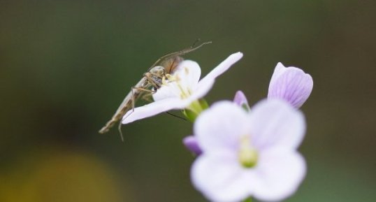 Chironome sp. sur une fleur de Cardamine