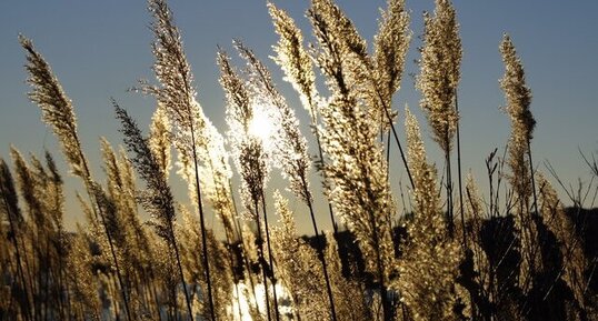 Phragmite des marais