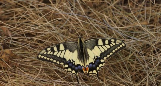 Machaon