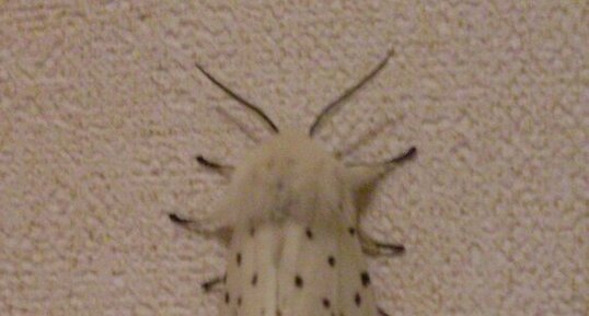 Spilosoma lubricipeda, écaille tigrée