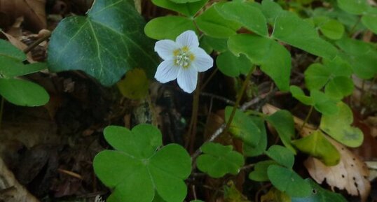 Oseille des bois