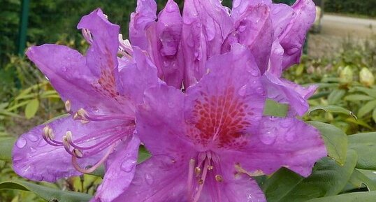 Fleur de rhodo