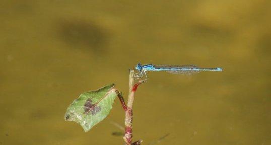 Naïade aux yeux bleus