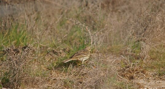 Pipit farlouse - sous réserve