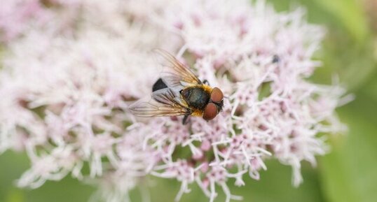 Phasia hemiptera