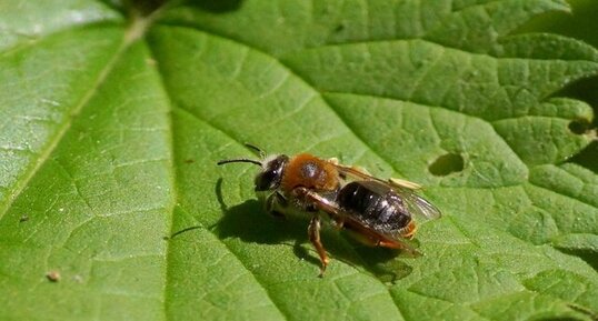 Mégachile sp. - sous réserve